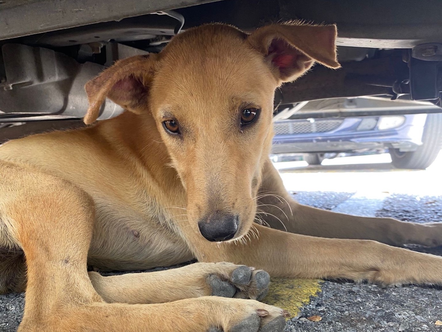Adozione cane, femmina, Razza sconosciuta Razza sconosciuta, 1 anno e 5 mesi, taglia media, Messina