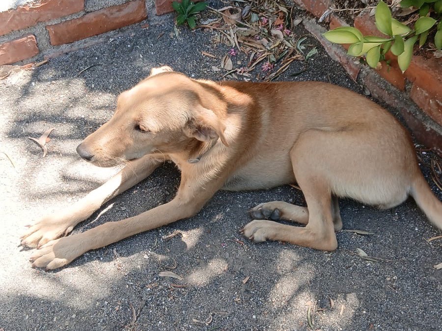 Adotta un cane, taglia media, femmina, Messina