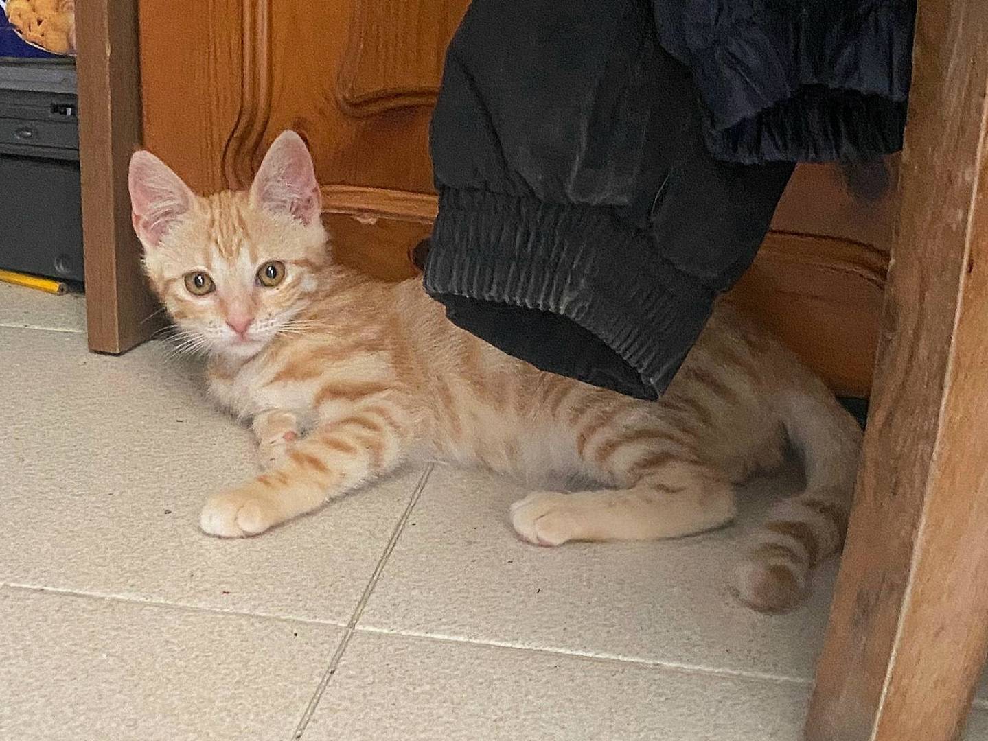 Adotta un gatto, taglia non valida, femmina, Teramo