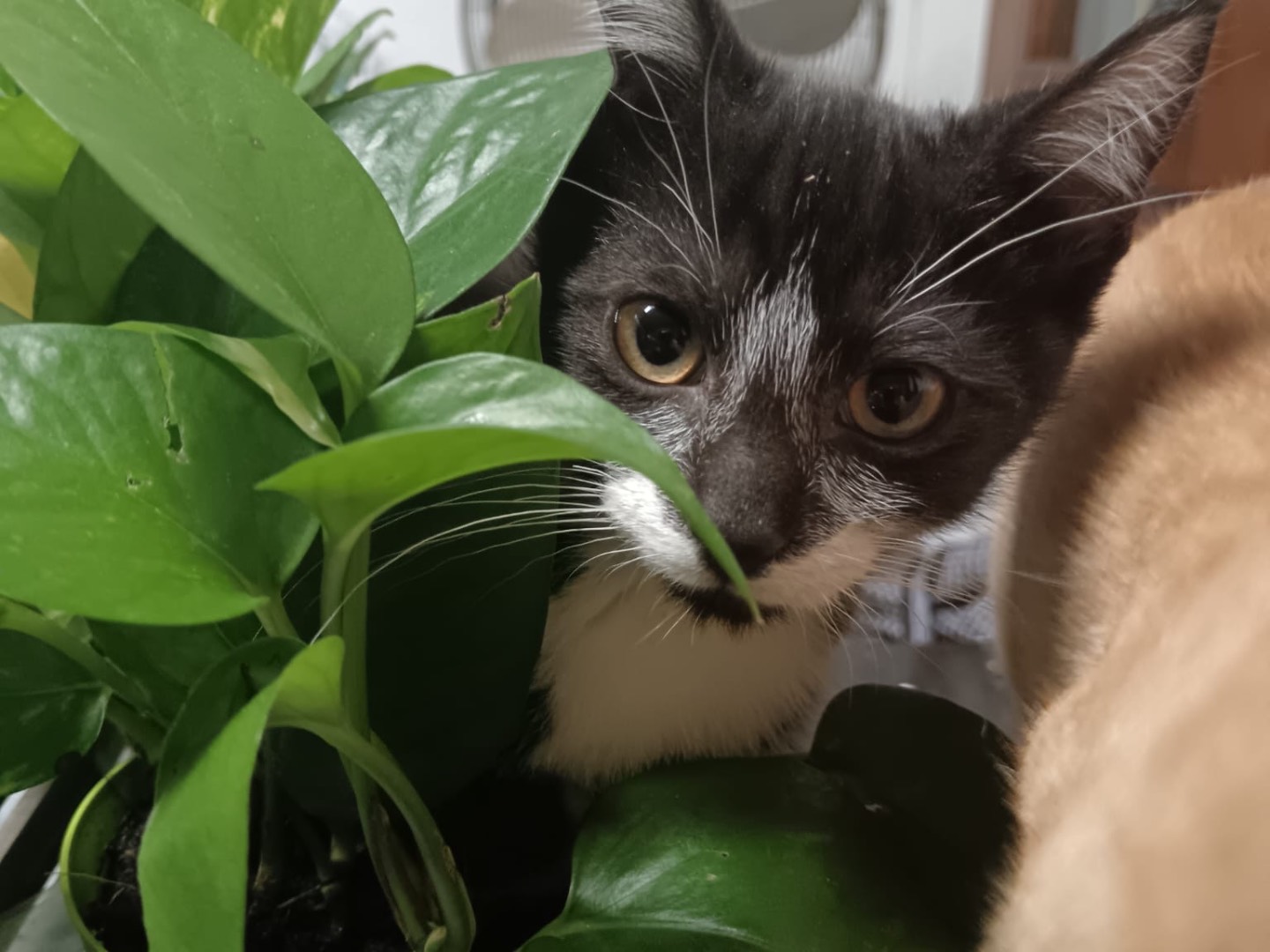 Adotta un gatto, maschio, 2 mesi, Padova