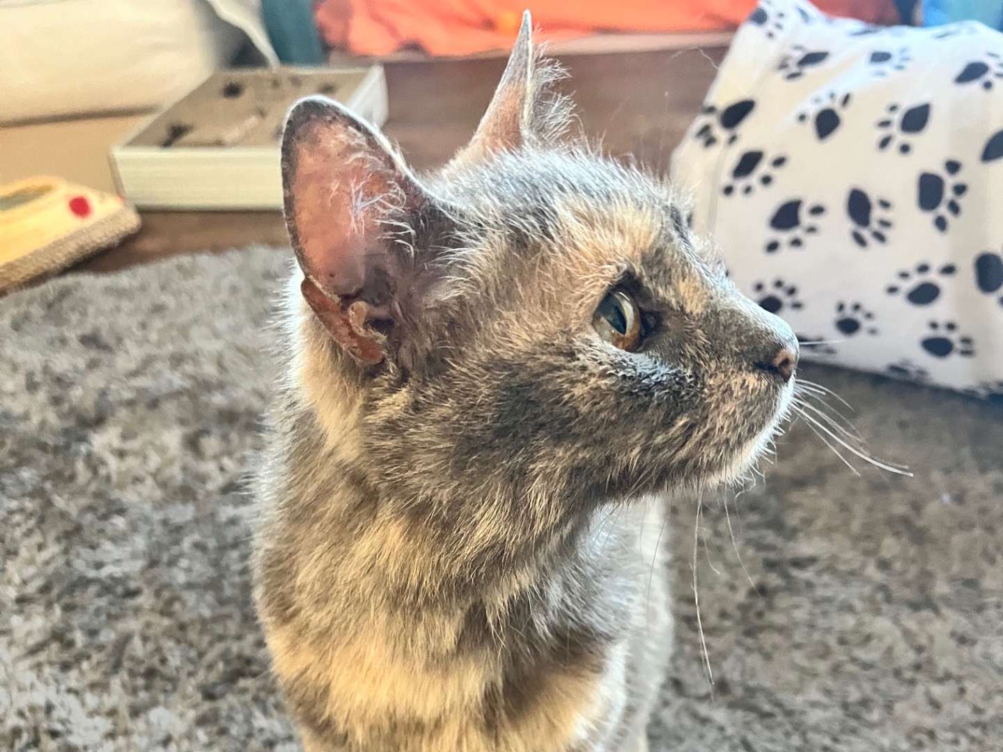 Vuoi adottare un gatto a Padova?