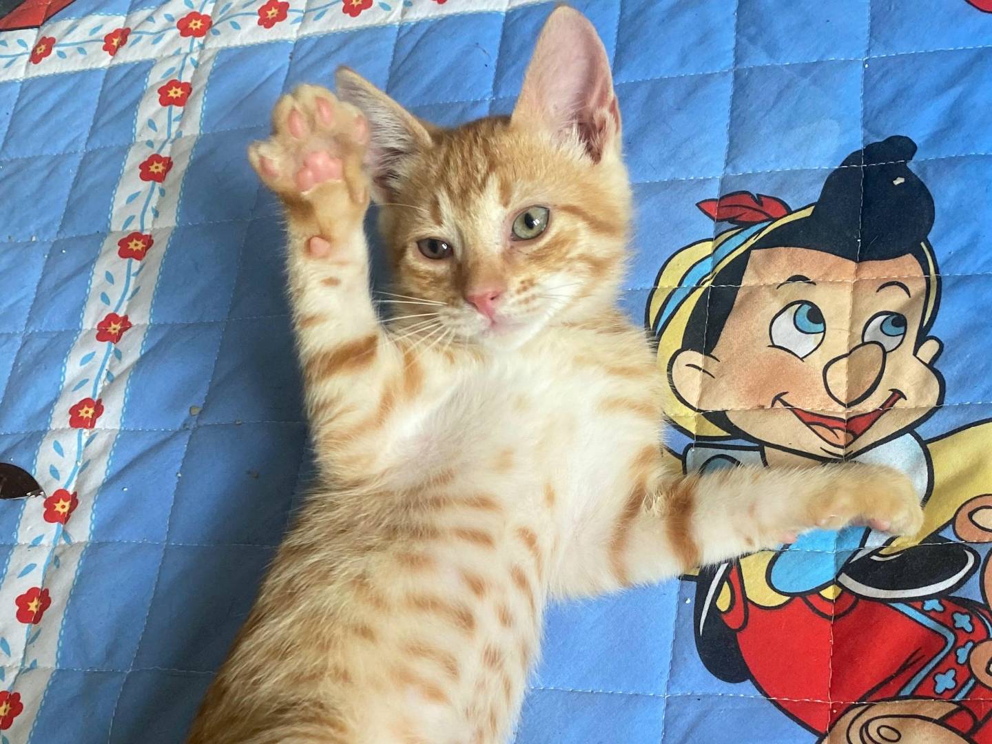 Vuoi adottare un gatto a Teramo?
