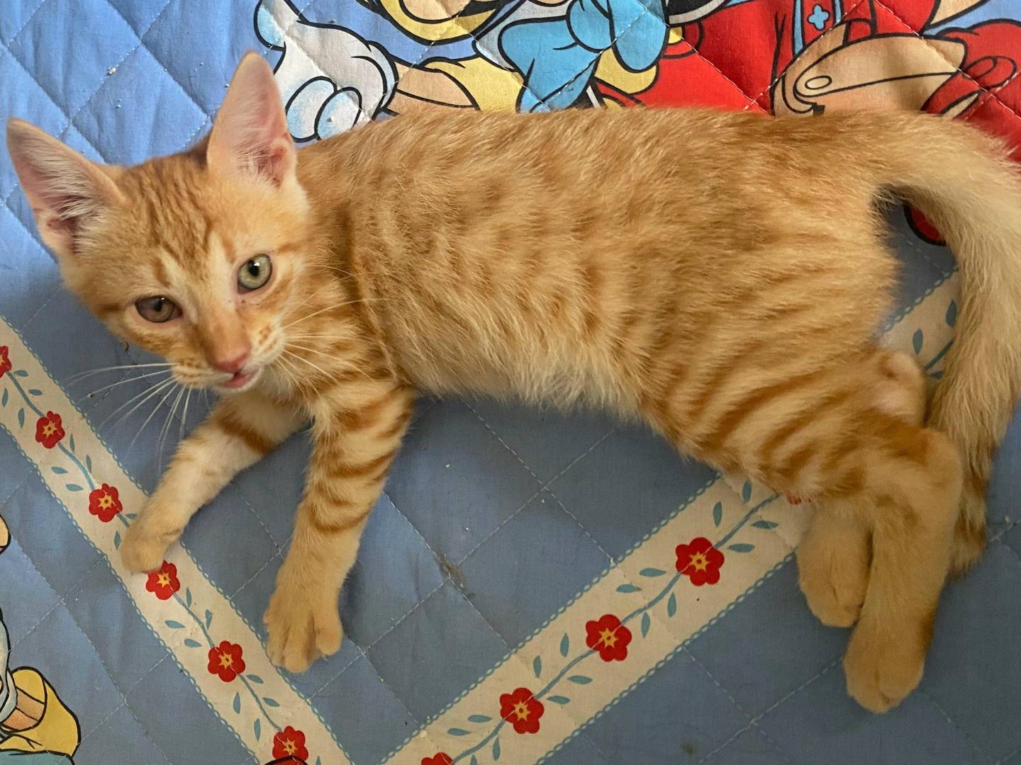 Adotta il gatto Silvio a Teramo