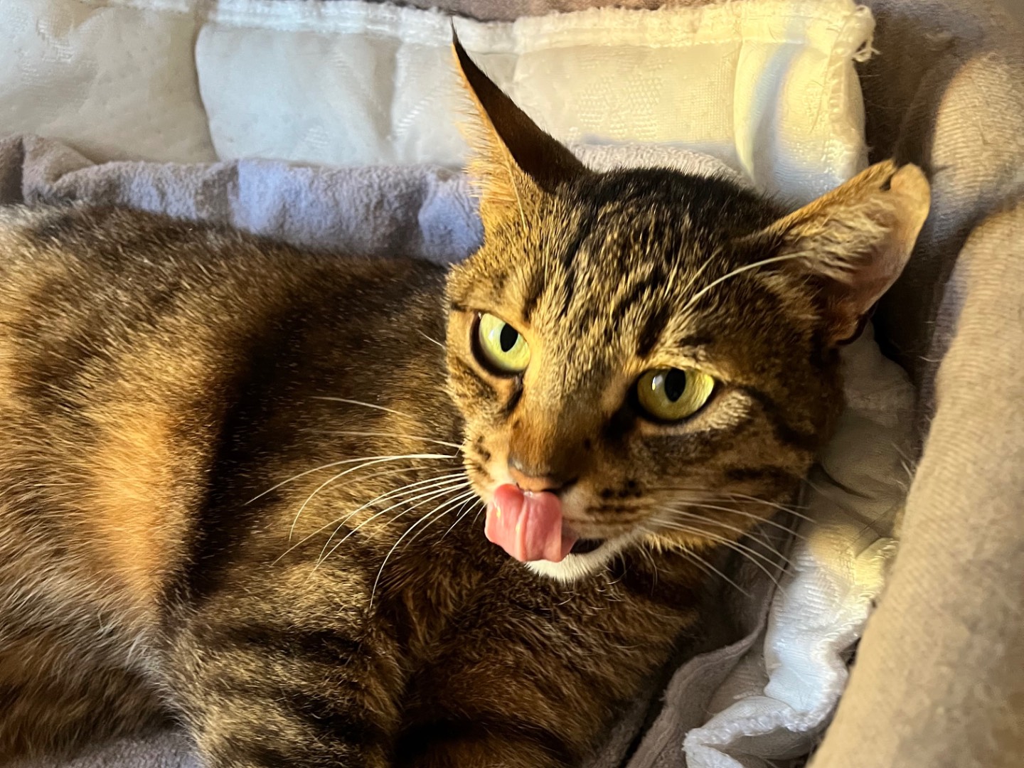 Adotta il gatto Carlotta  a Padova