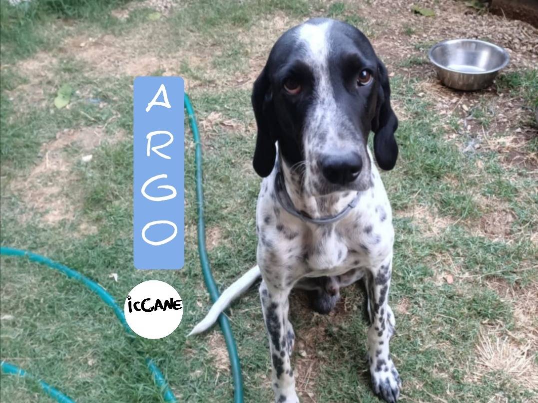 Adozione cane, maschio, Segugio Breton, 4 anni e 6 mesi, taglia grande, Viterbo