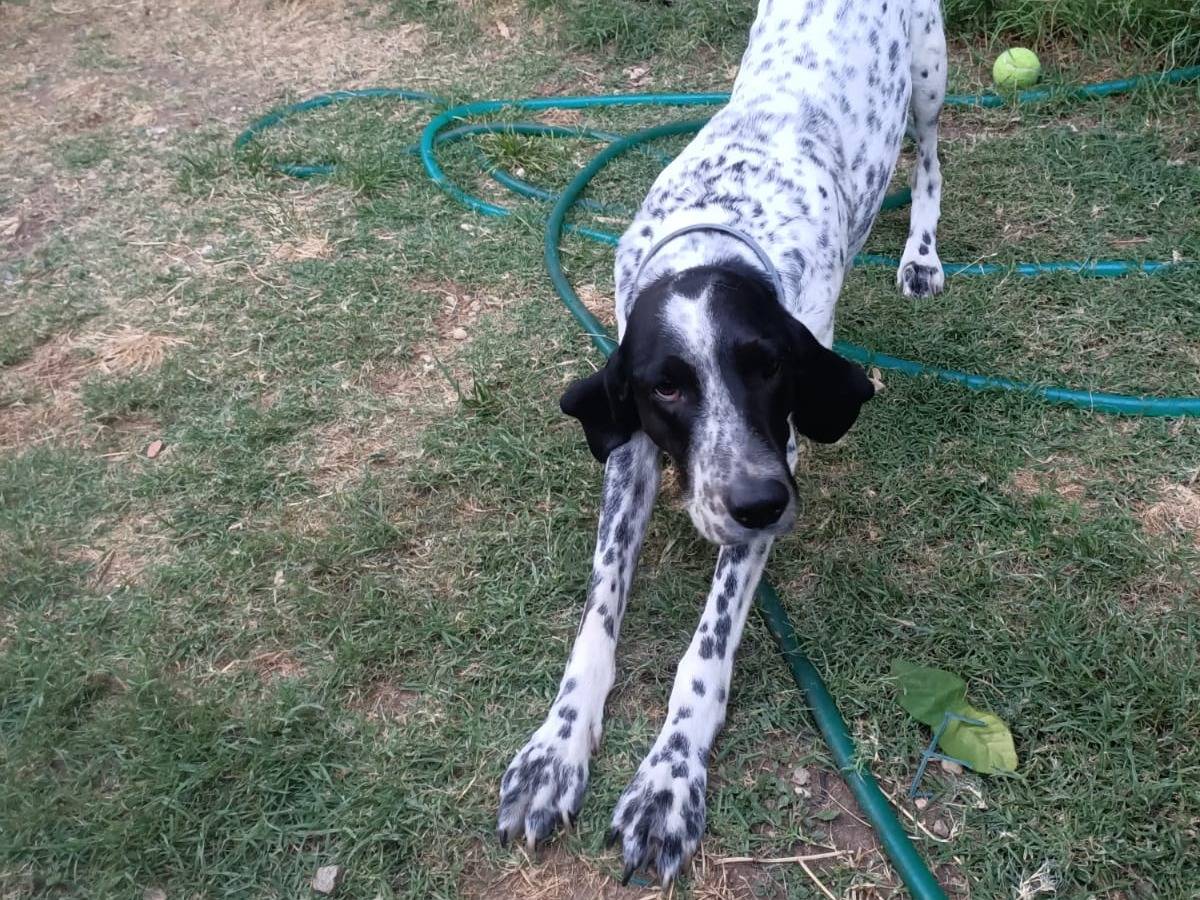 Adotta un cane, maschio, 4 anni e 6 mesi, Viterbo