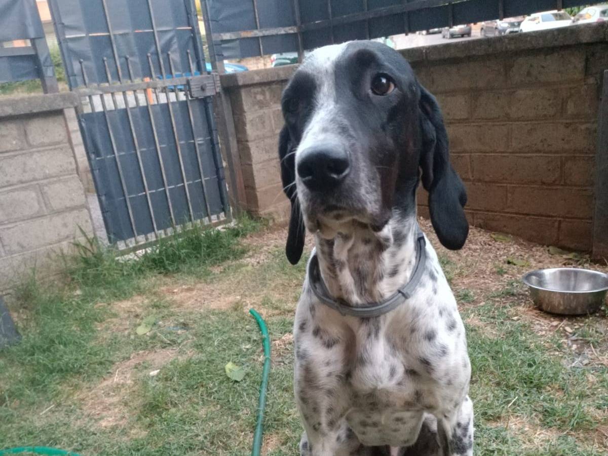Adotta un cane, taglia grande, maschio, Viterbo
