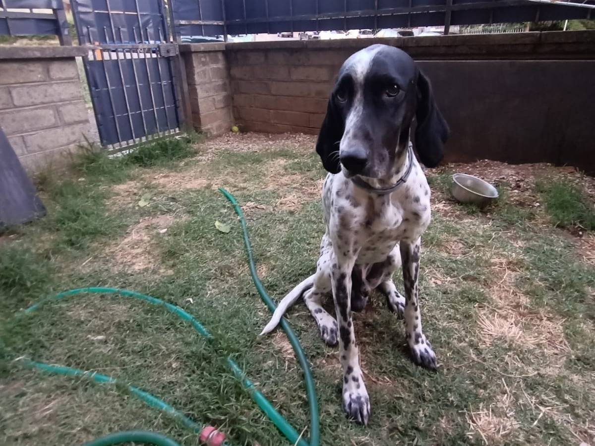 Vuoi adottare un cane a Viterbo?