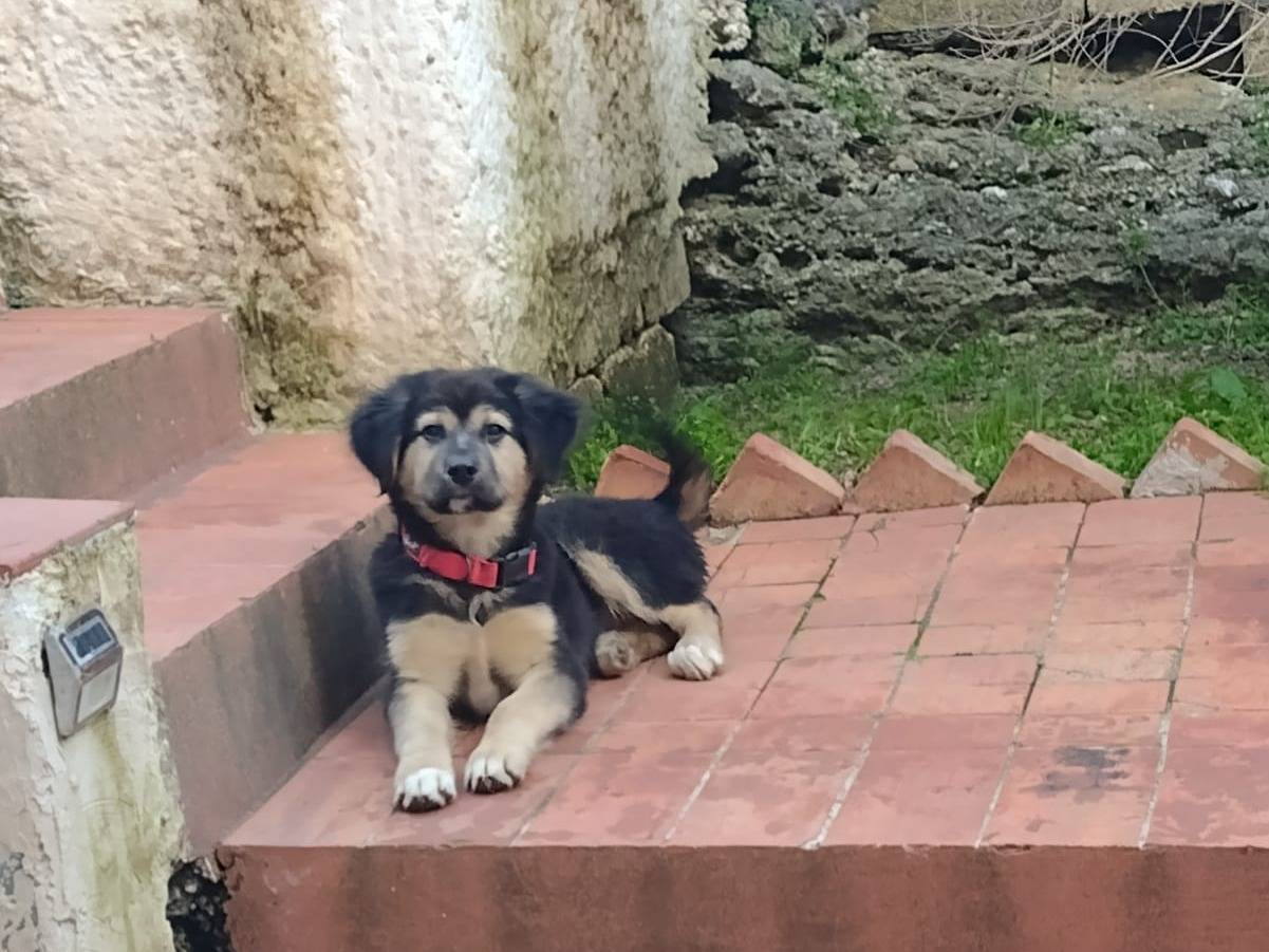 Adozione cane, maschio, Pastore tedesco Razza sconosciuta, 5 mesi, taglia piccola, Catania
