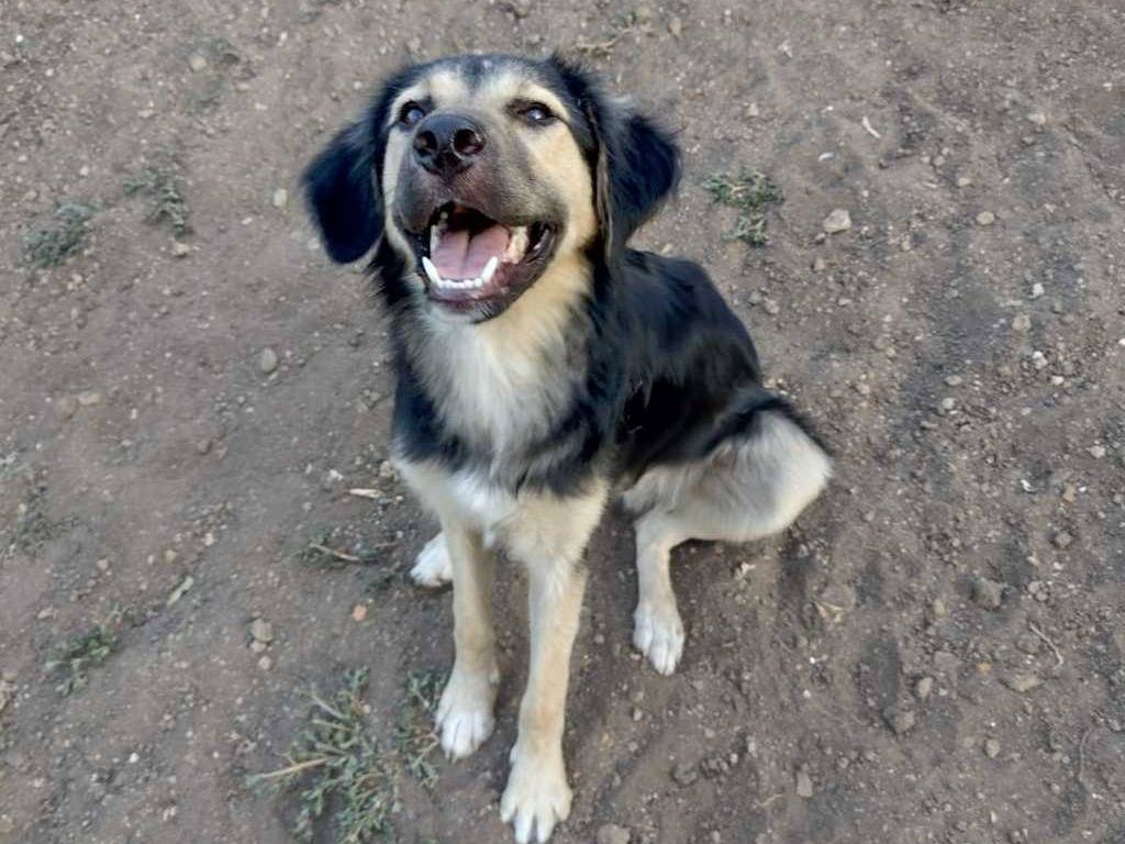 Adotta un cane, maschio, 5 mesi, Catania