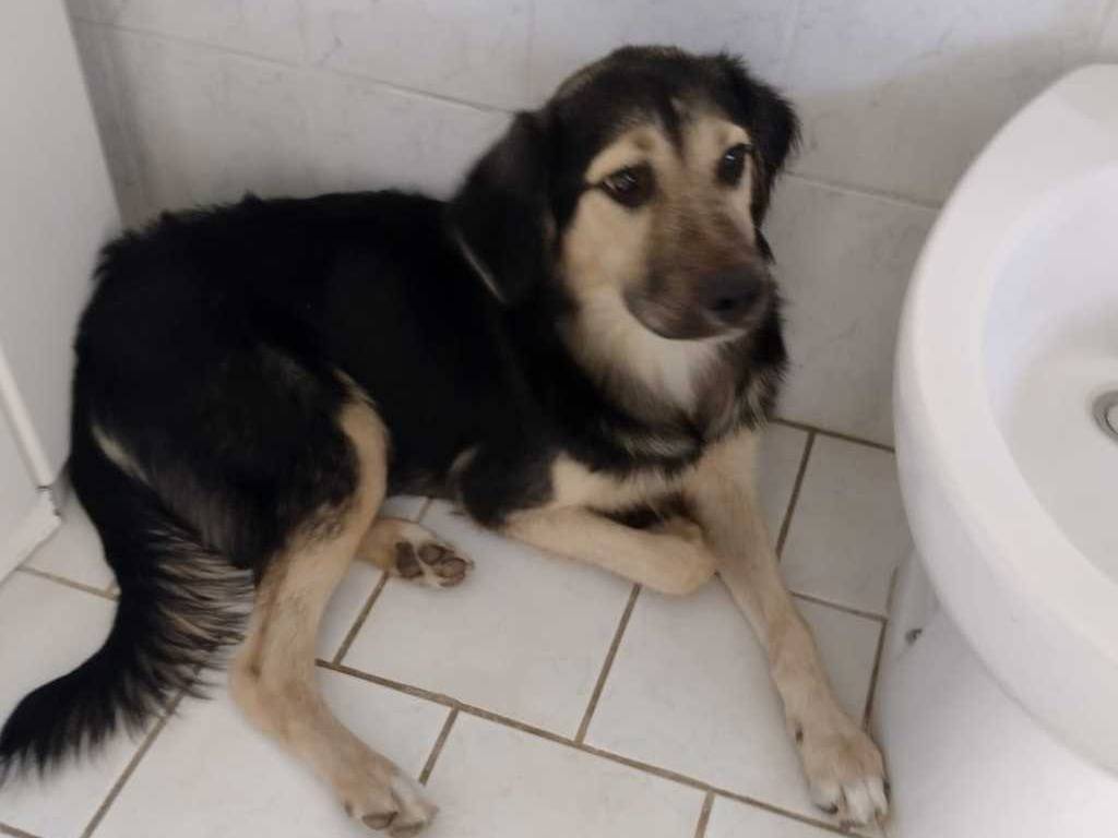 Adotta un cane, taglia piccola, maschio, Catania