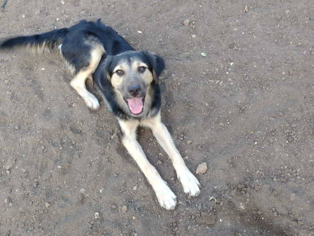Vuoi adottare un cane a Catania?