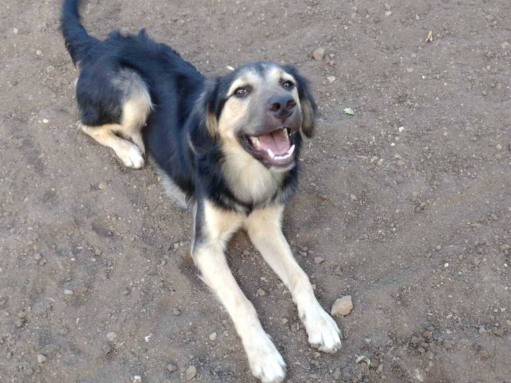 Adotta il cane Remì a Catania