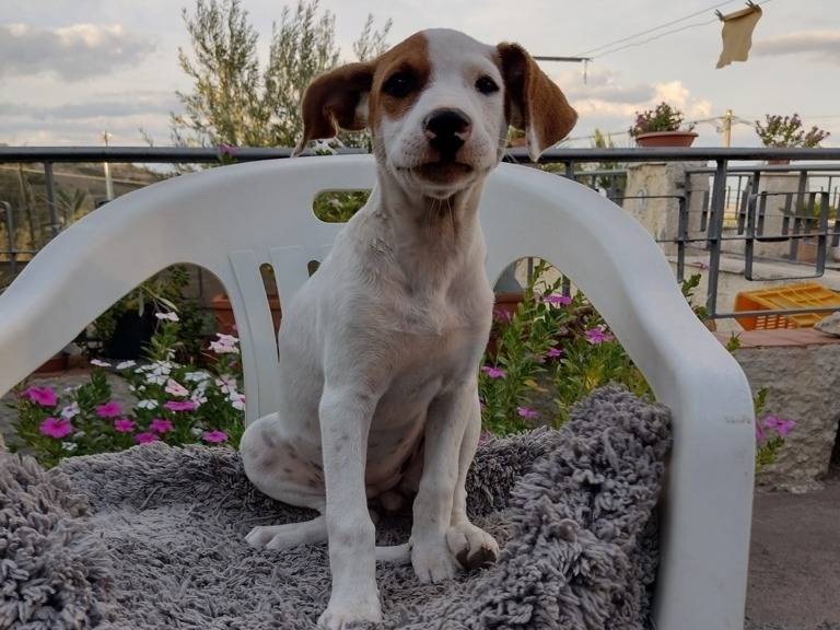 Vuoi adottare un cane a Catania?