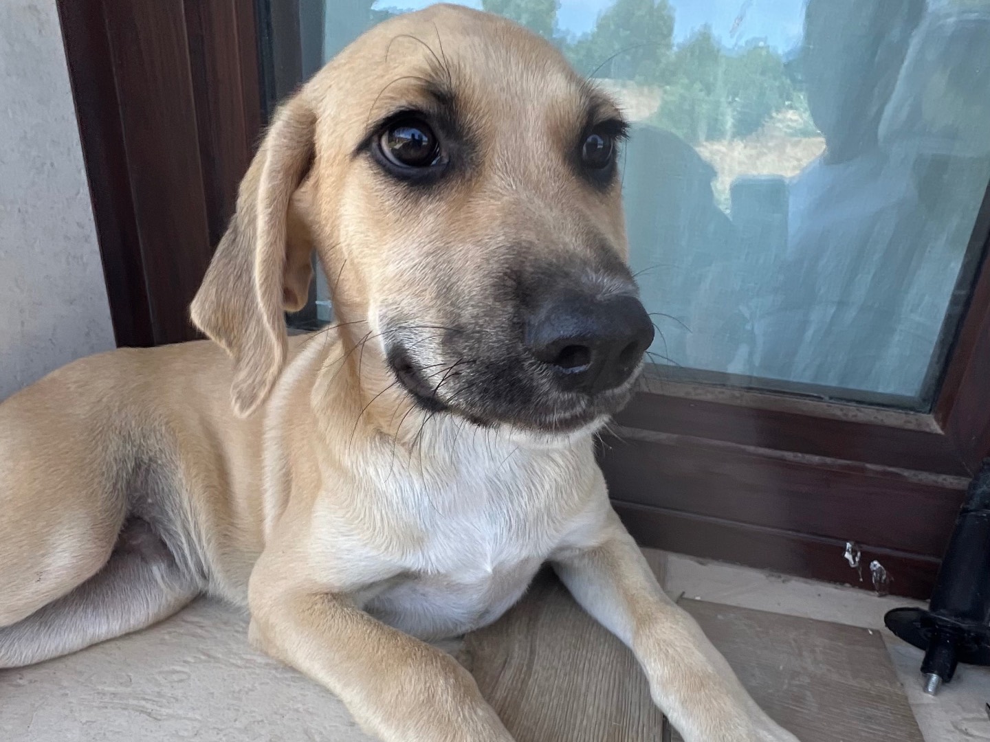Adozione cane, maschio, Razza sconosciuta Razza sconosciuta, 4 mesi, taglia media, Siracusa