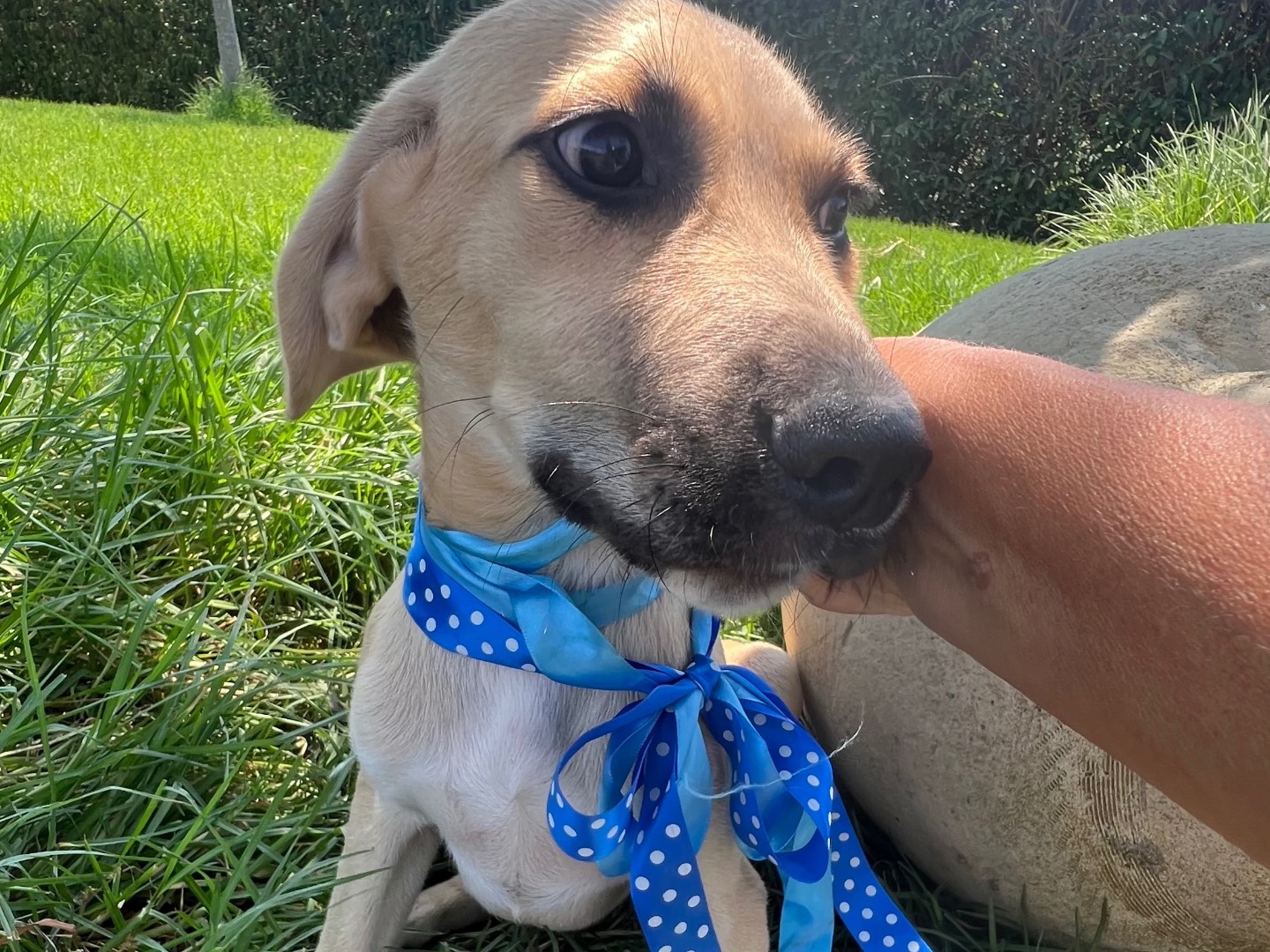 Adotta un cane, maschio, 4 mesi, Siracusa