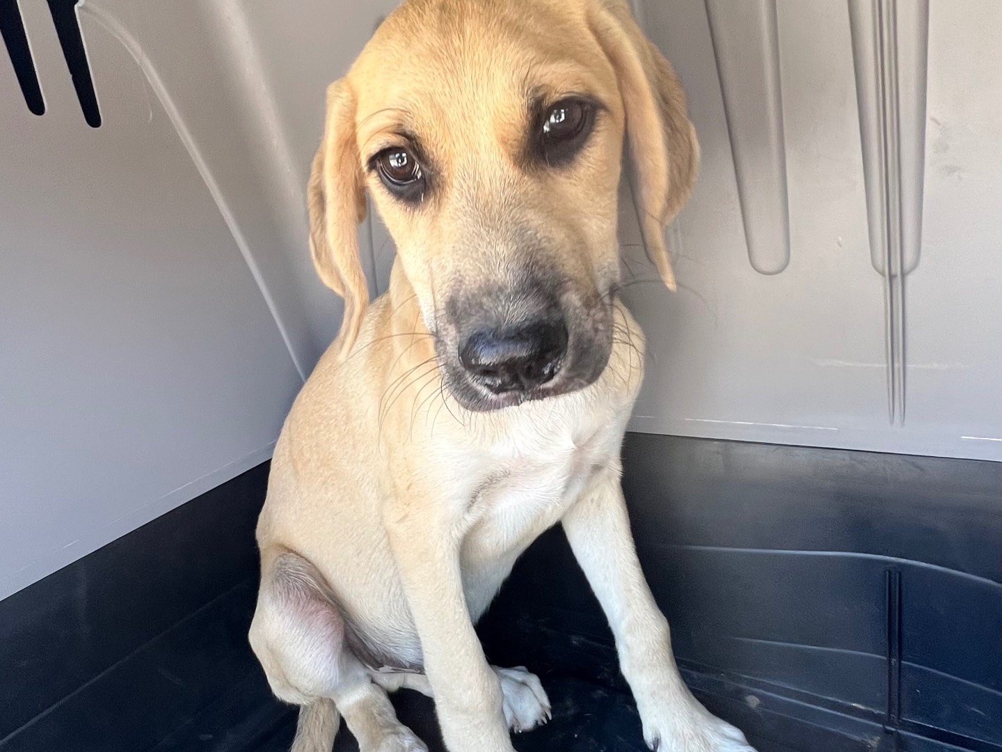 Adotta un cane, taglia media, maschio, Siracusa