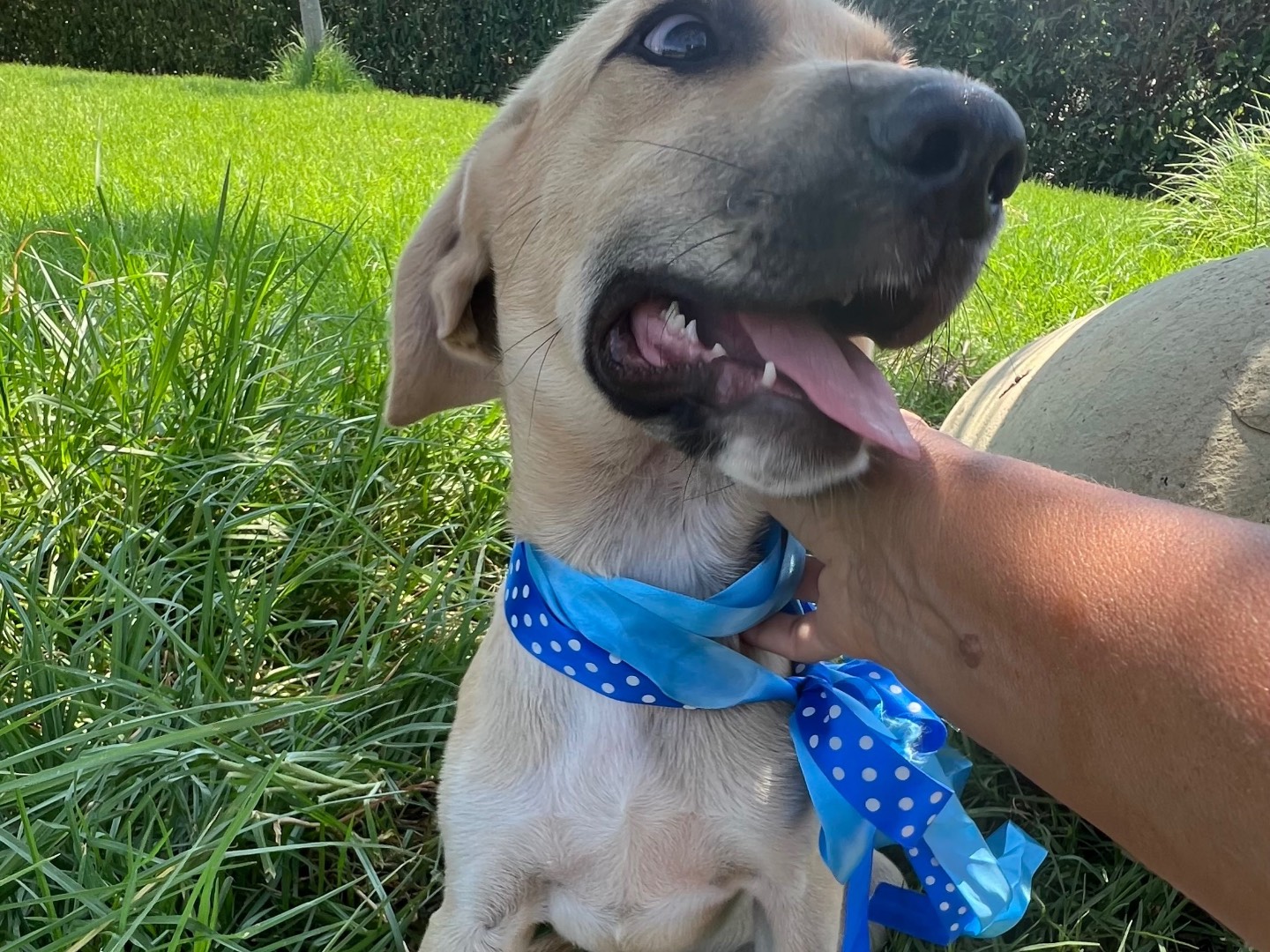 Vuoi adottare un cane a Siracusa?