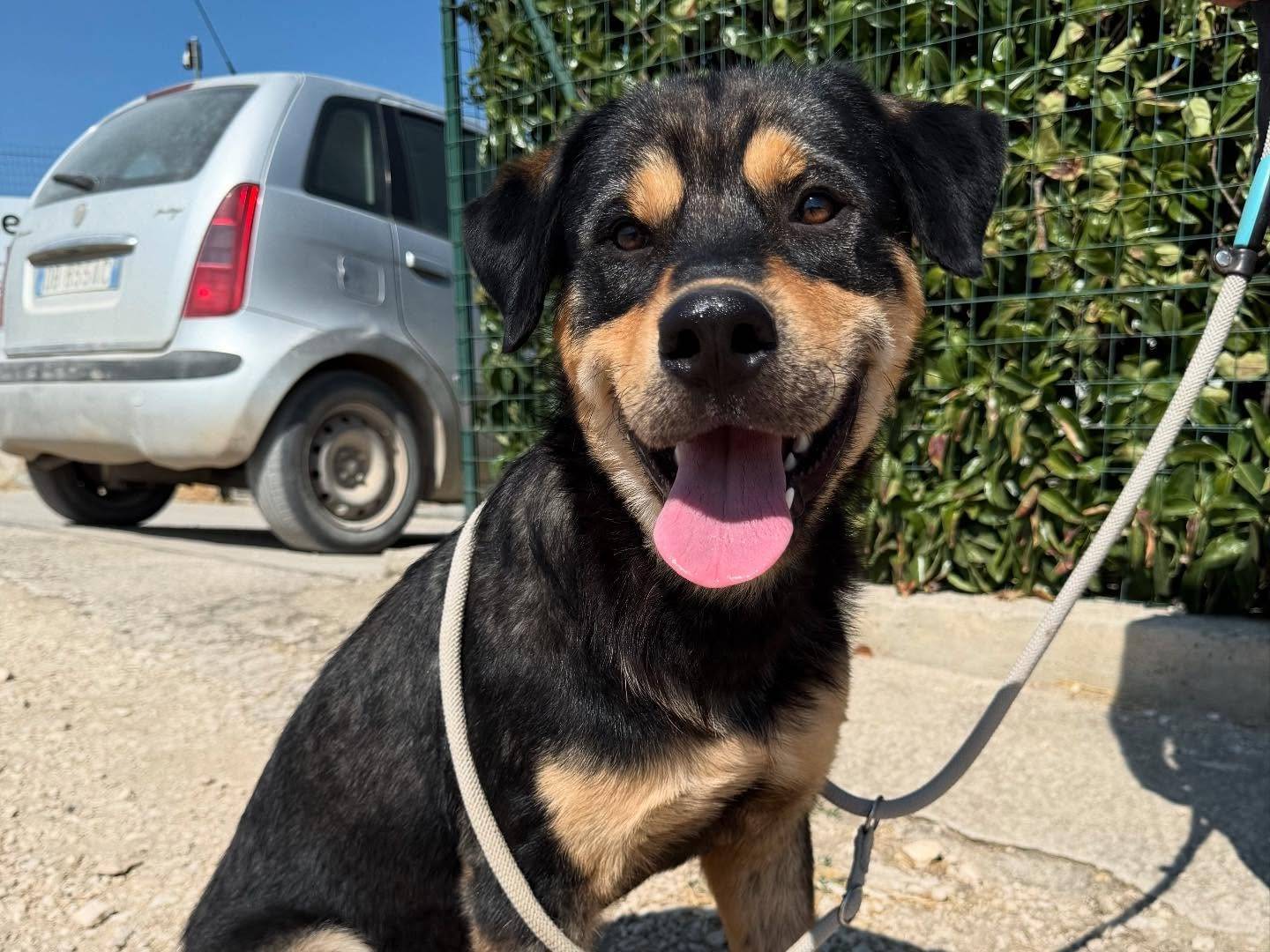 Adozione cane, maschio, Razza sconosciuta Razza sconosciuta, 1 anno e 5 mesi, taglia grande, Matera