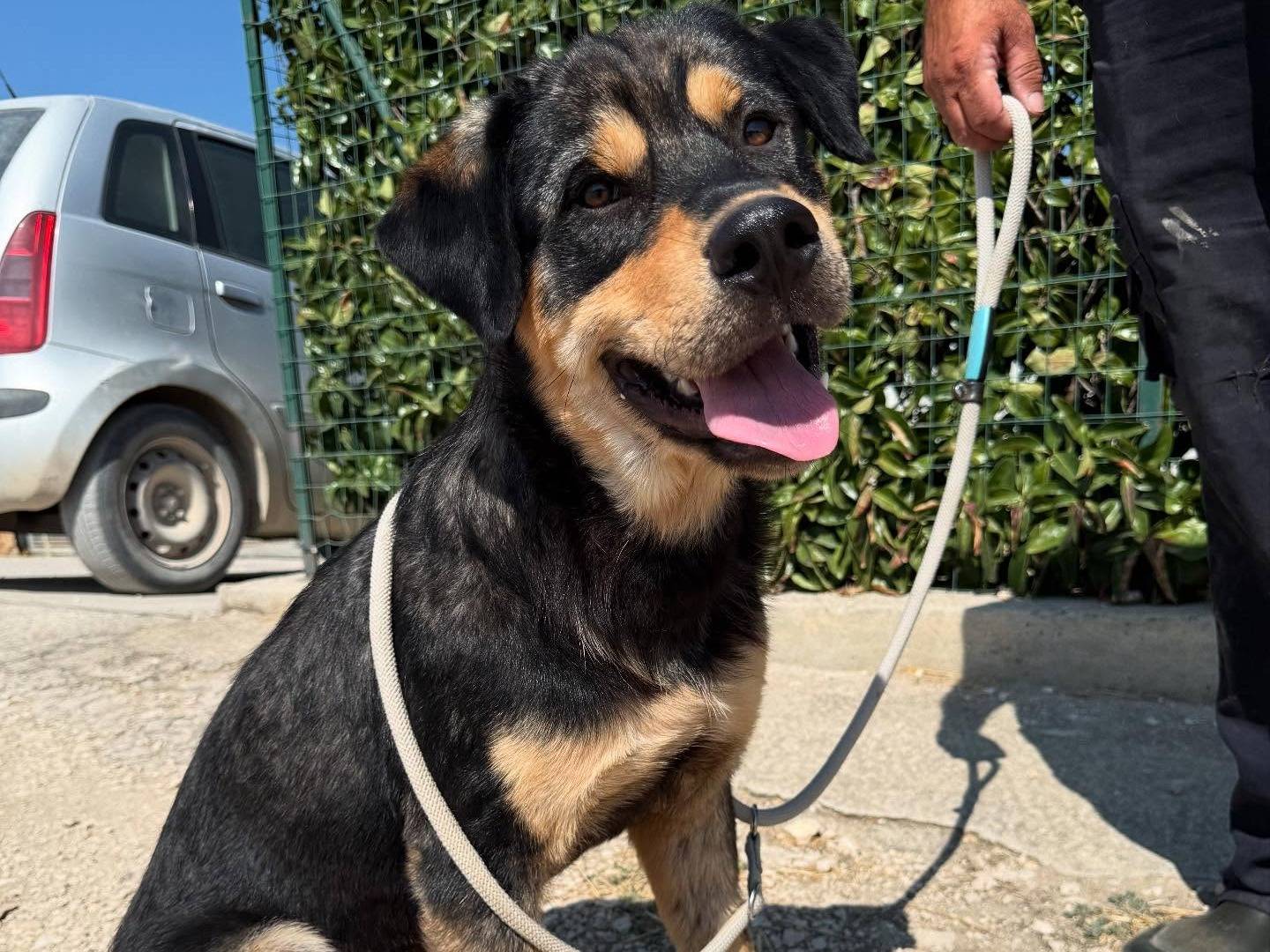Adotta un cane, maschio, 1 anno e 5 mesi, Matera