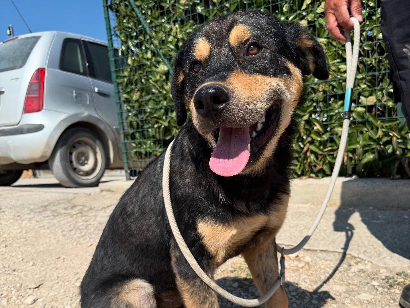 Adotta un cane, taglia grande, maschio, Matera