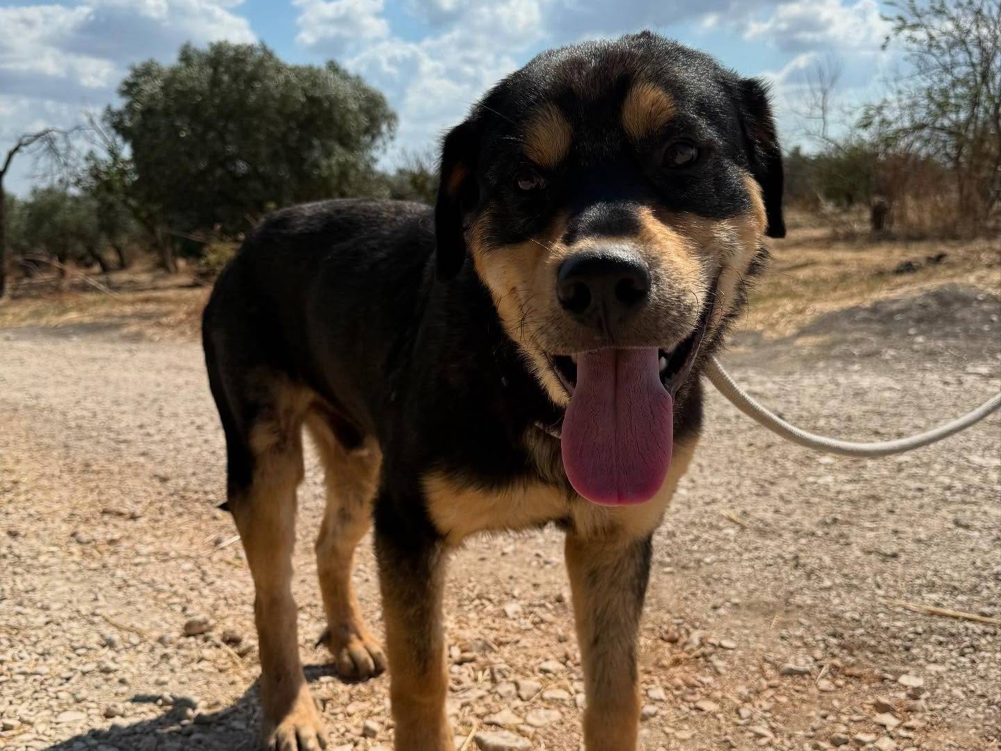 Vuoi adottare un cane a Matera?