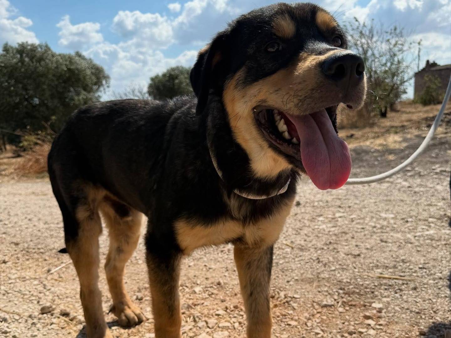 Adotta il cane Donato a Matera