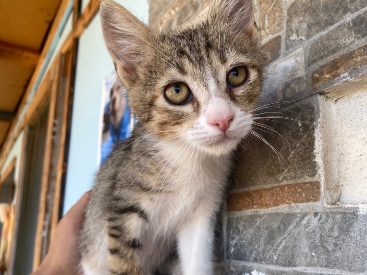 Adotta il gatto Rico a Bari