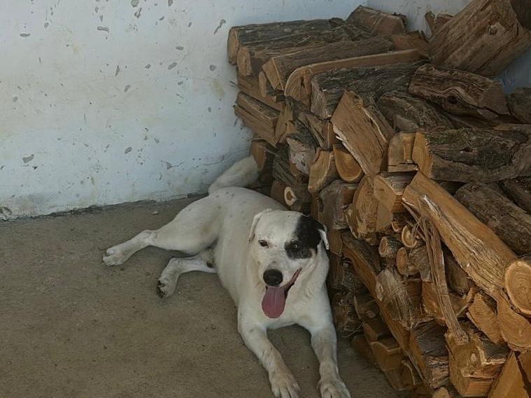 Adotta un cane, maschio, 8 anni e 3 mesi, Piacenza