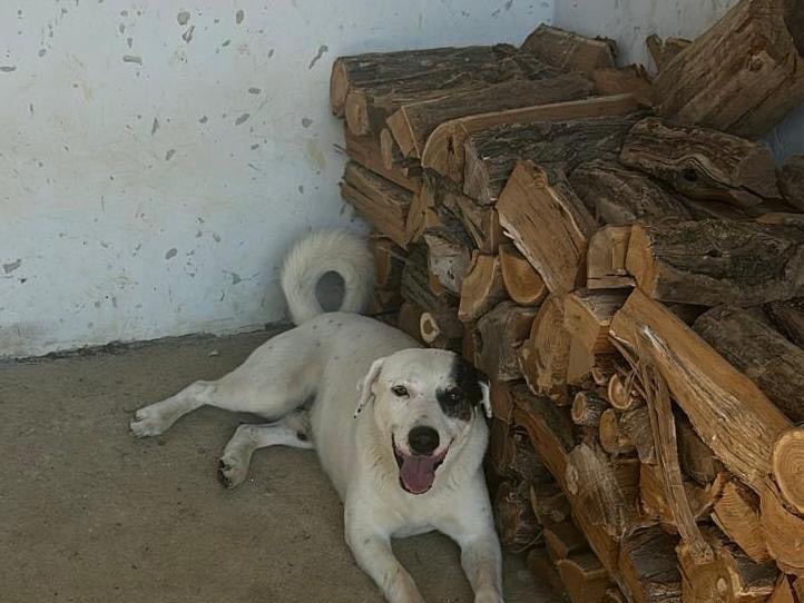 Foto 2 dell'animale
