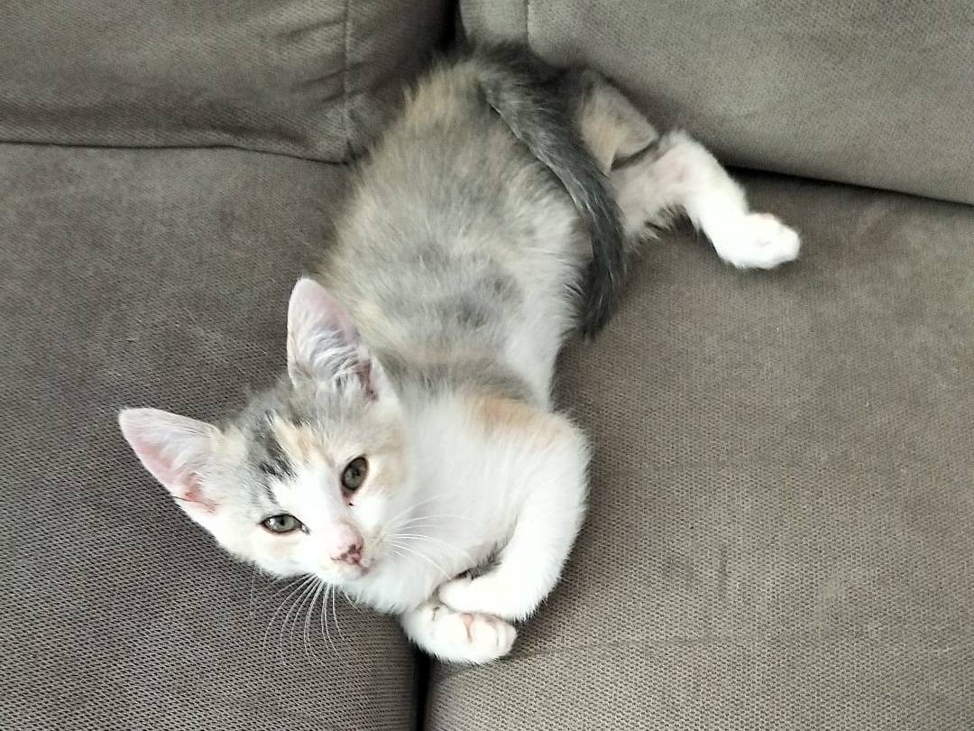 Adozione gatto, femmina, Razza sconosciuta Razza sconosciuta, 3 mesi, taglia non valida, Matera