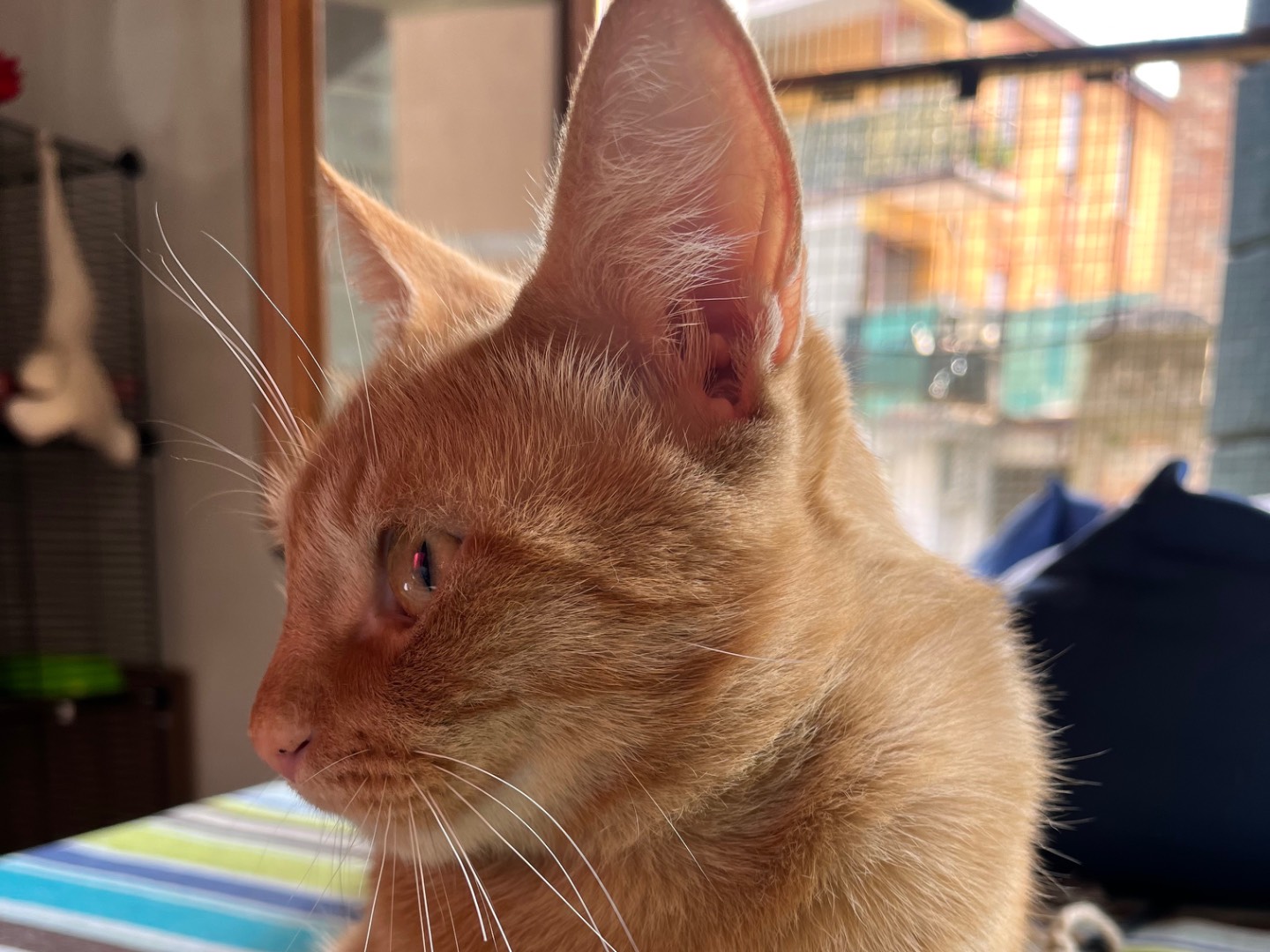 Vuoi adottare un gatto a Padova?