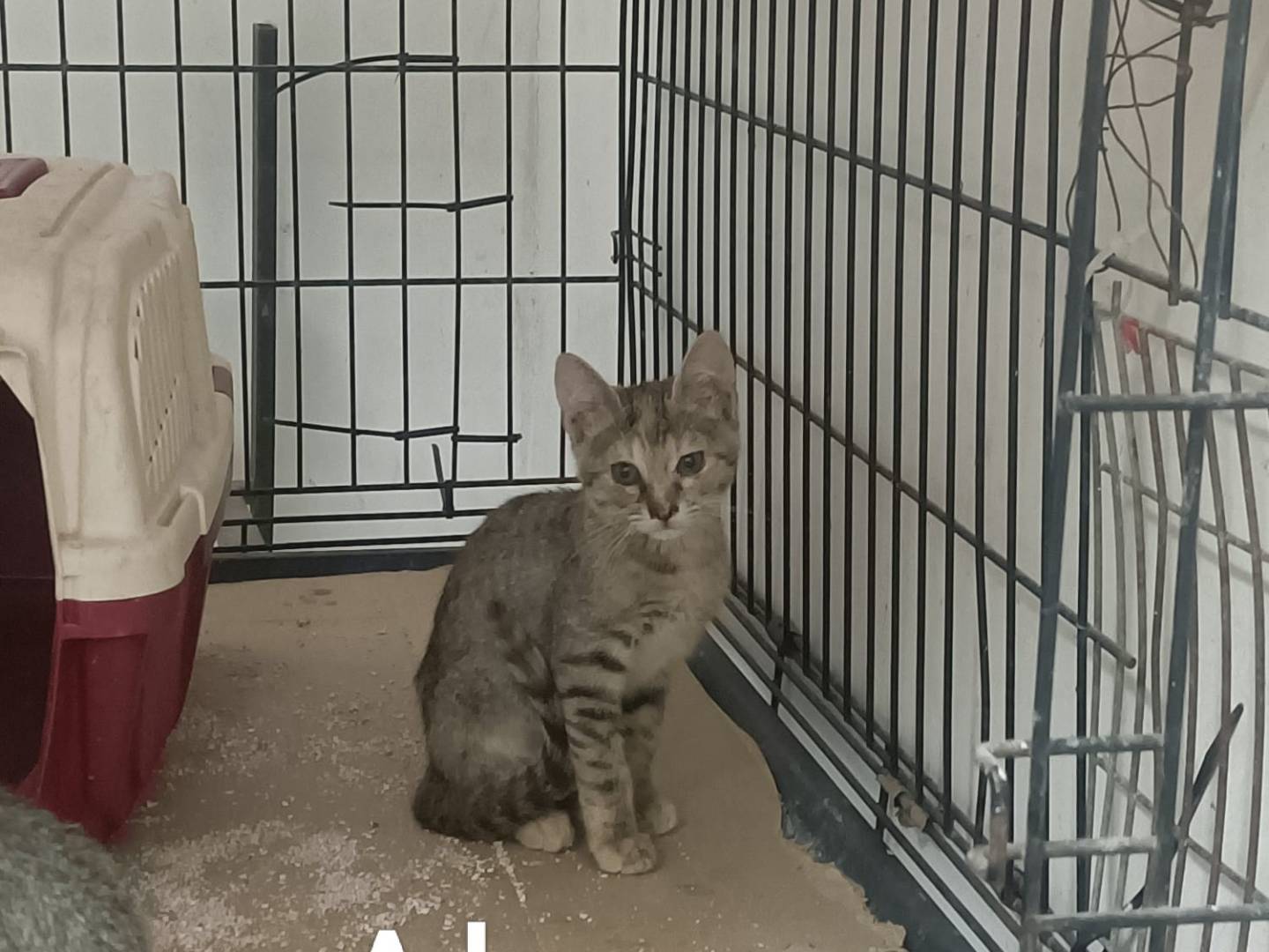 Adozione gatto, femmina, Razza sconosciuta Razza sconosciuta, 3 mesi, taglia non valida, Caserta