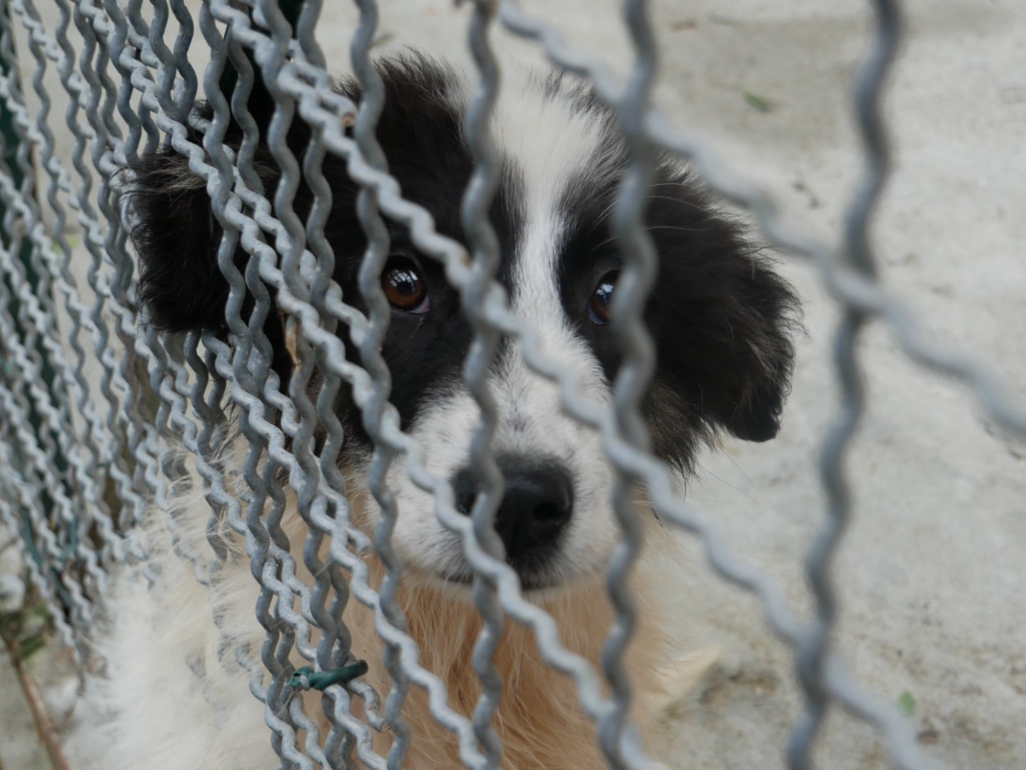 Foto 3 dell'animale