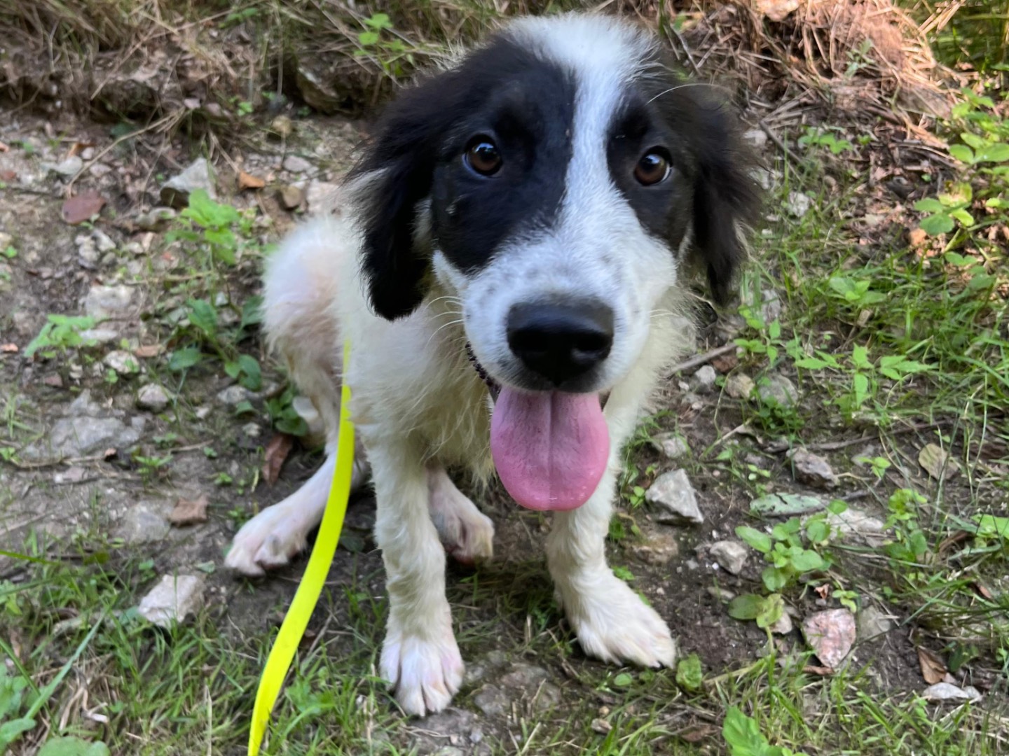 Vuoi adottare un cane a Savona?