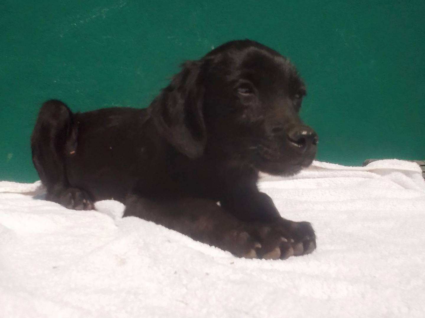 Vuoi adottare un cane a Verona?