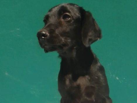 Adozione cane, maschio, Razza sconosciuta Razza sconosciuta, 3 mesi, taglia media, Frosinone