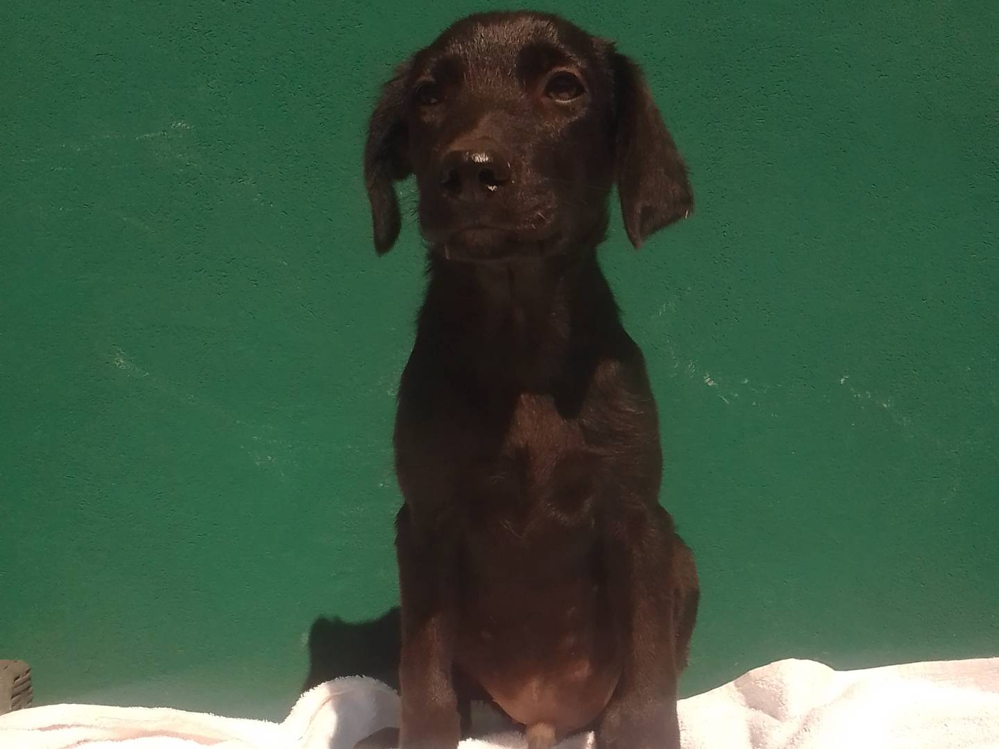 Adotta un cane, maschio, 3 mesi, Frosinone