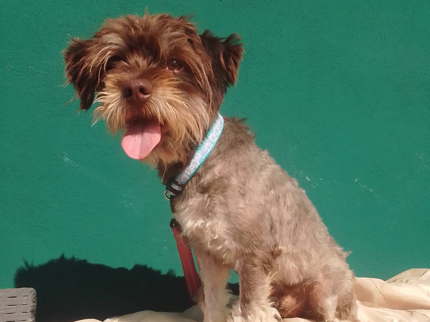 Adozione cane, maschio, Razza sconosciuta Razza sconosciuta, 1 anno e 7 mesi, taglia piccola, Bergamo