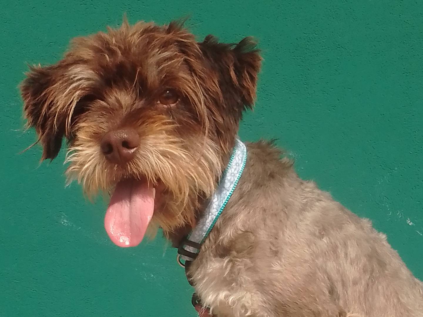 Adotta un cane, maschio, 1 anno e 7 mesi, Bergamo