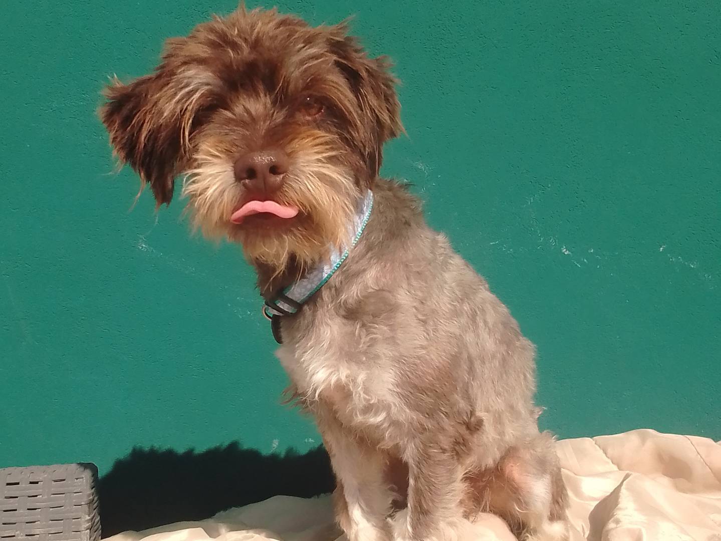 Adotta un cane, taglia piccola, maschio, Bergamo