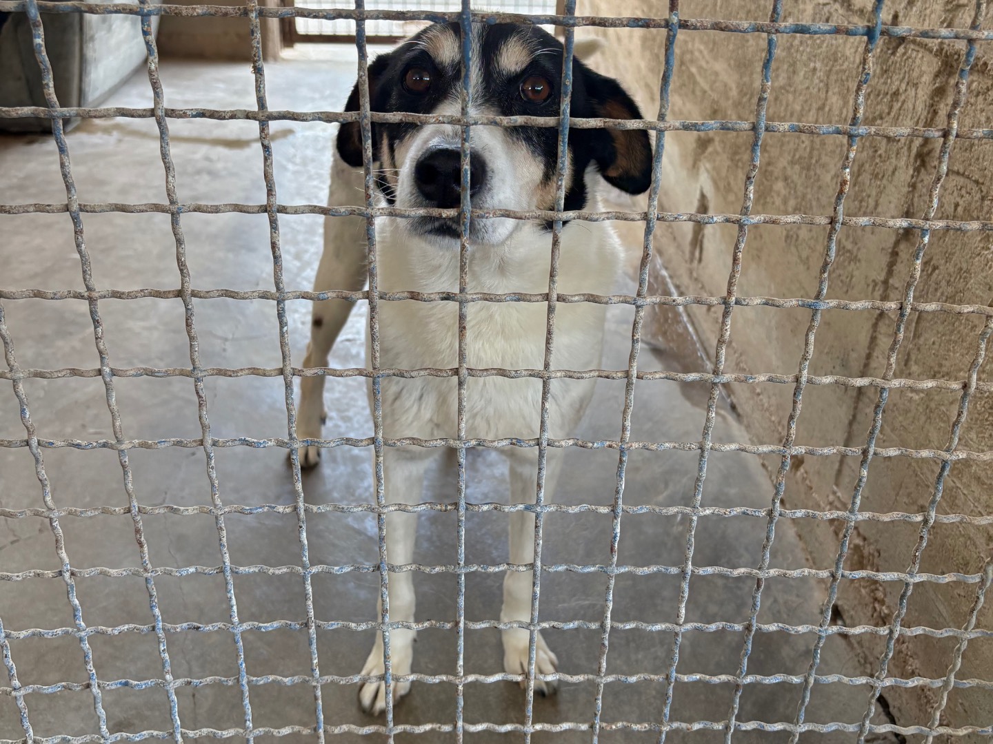 Adozione cane, maschio, Razza sconosciuta Razza sconosciuta, 2 anni e 8 mesi, taglia media, Caserta