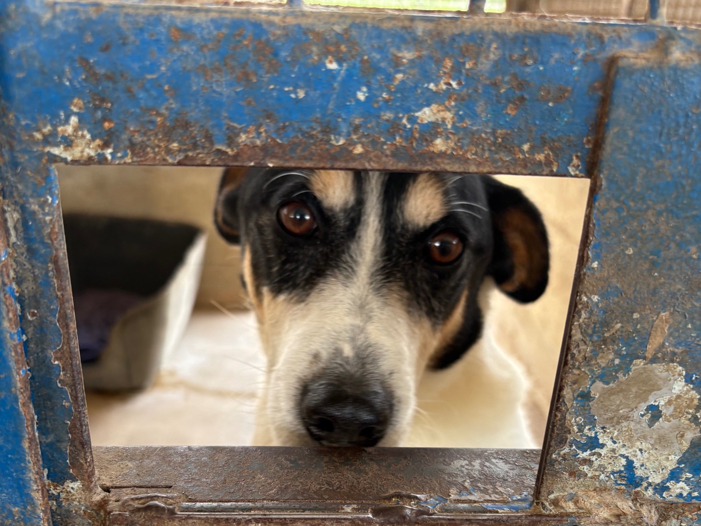 Adotta un cane, maschio, 2 anni e 8 mesi, Caserta