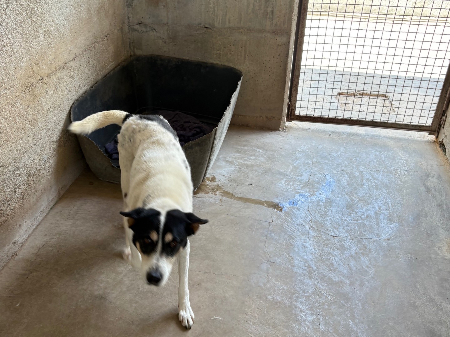 Adotta un cane, taglia media, maschio, Caserta