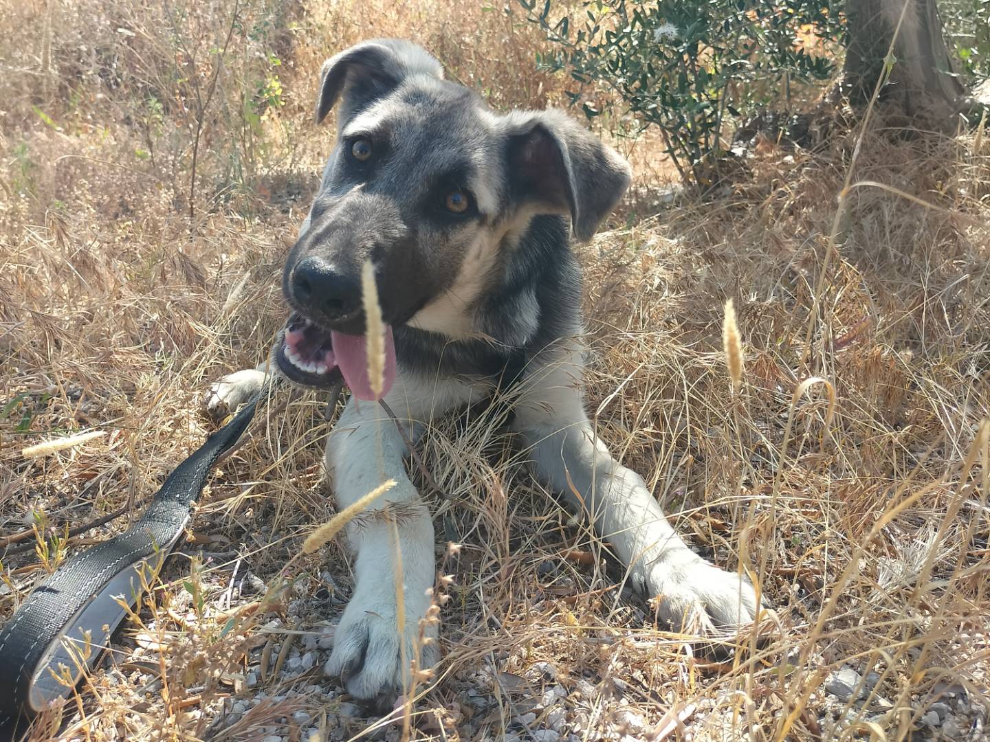 Adozione cane, maschio, Razza sconosciuta Razza sconosciuta, 5 mesi, taglia media, Bari