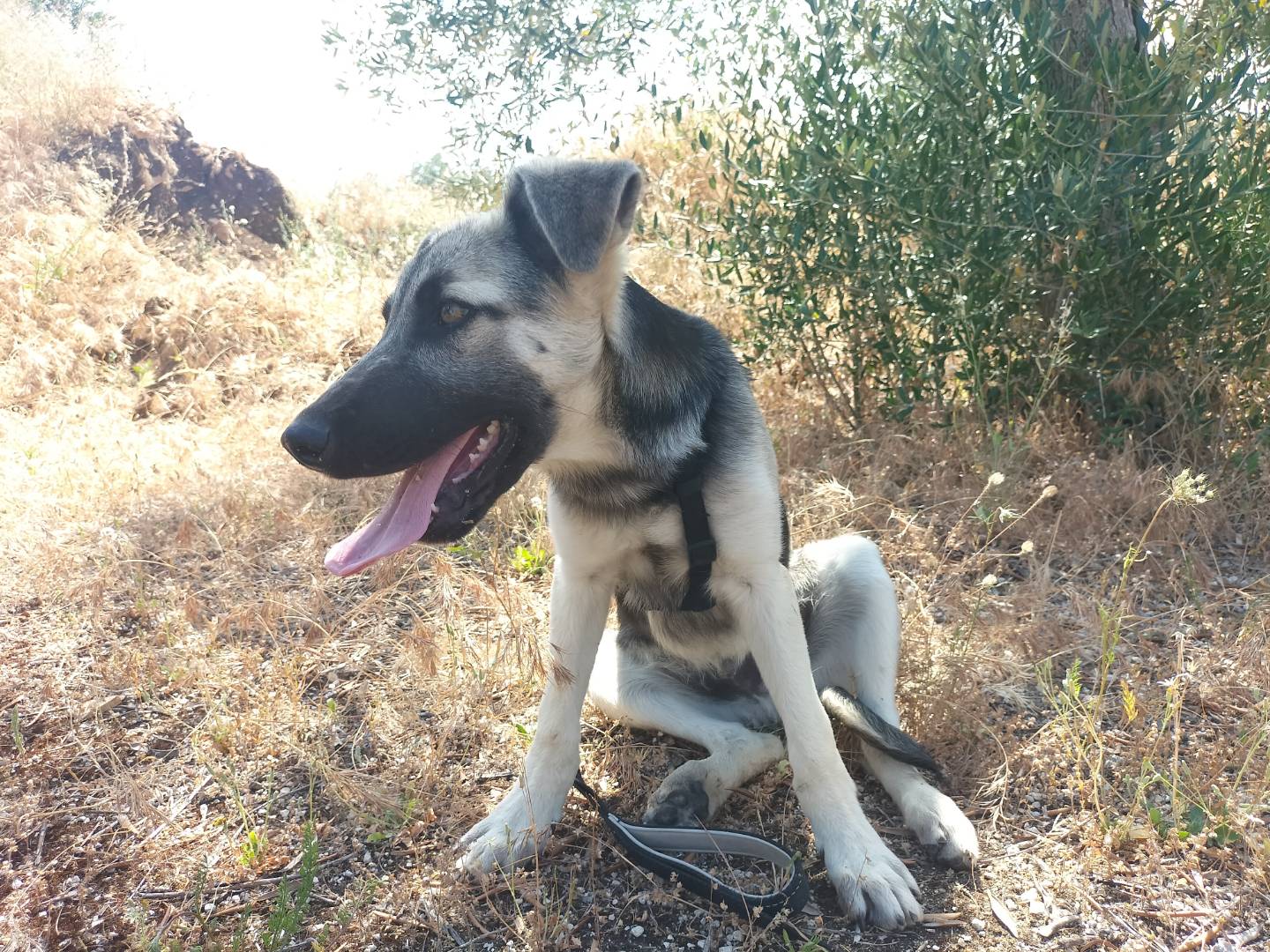 Adotta un cane, taglia media, maschio, Bari