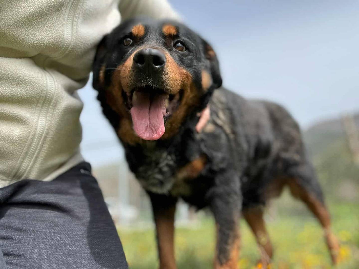 Vuoi adottare un cane a Firenze?