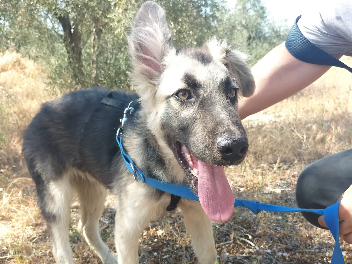 Vuoi adottare un cane a Bari?