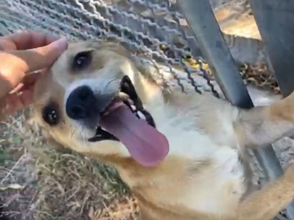 Adozione cane, maschio, Razza sconosciuta Razza sconosciuta, 2 anni e 6 mesi, taglia piccola, Latina