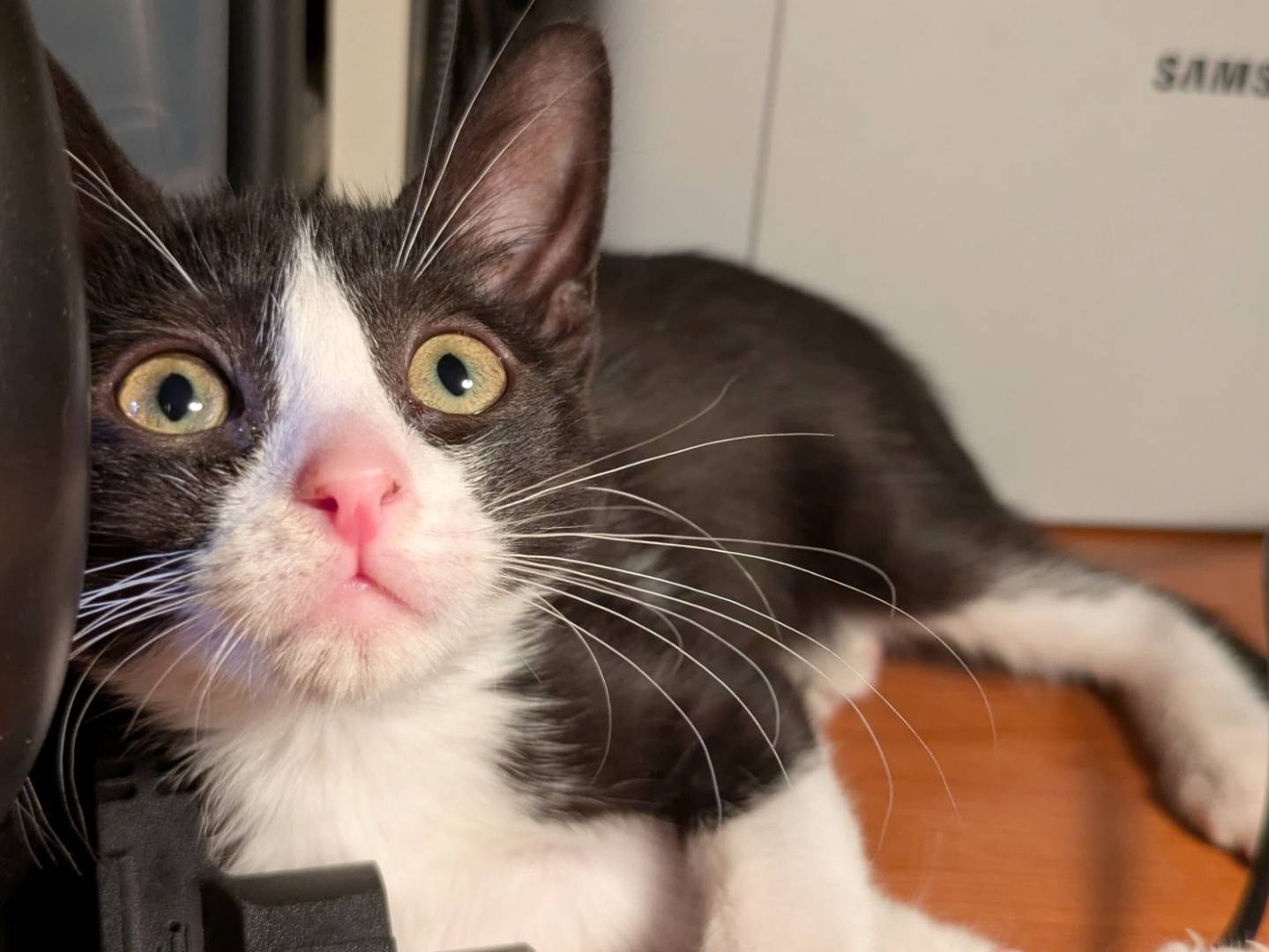 Adozione gatto, femmina, Razza sconosciuta Razza sconosciuta, 3 mesi, taglia non valida, Torino